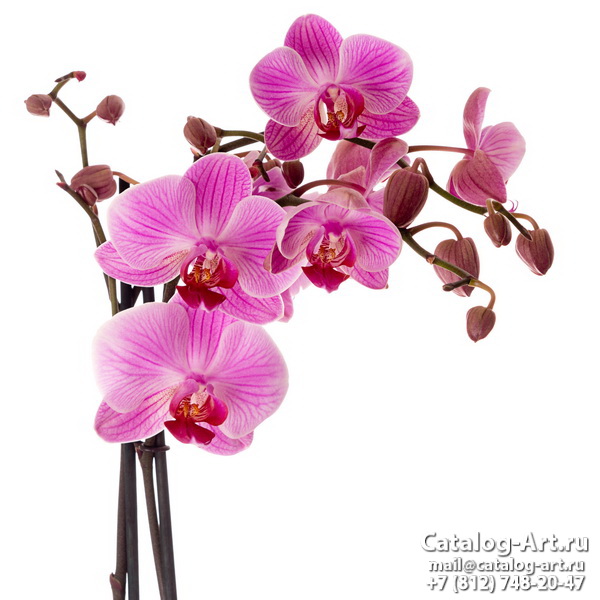 Pink orchids 107